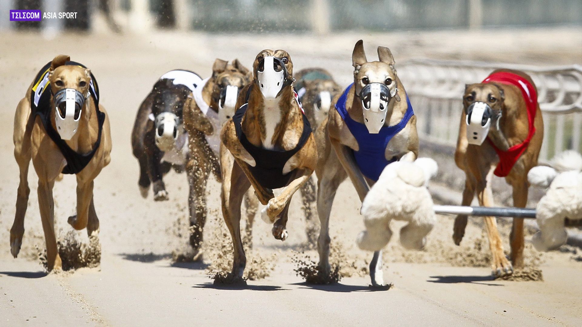 Apuestas en carreras de galgos